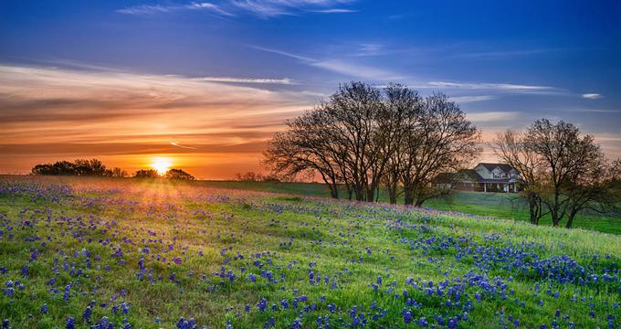 Texas bluebonnet wildflowers