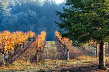 Romantic Places to Visit Near Me: Napa Valley