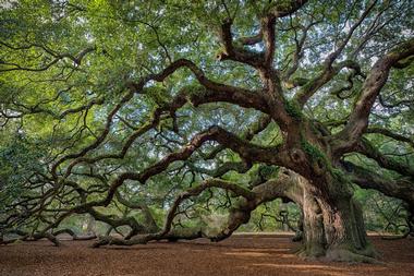 Angel Oak Tree, Charleston