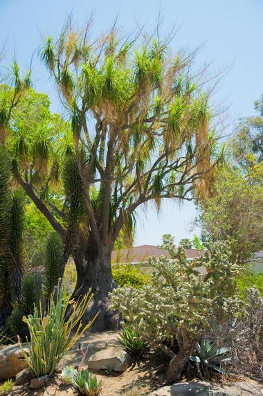 Ethel M Chocolates' Botanical Cactus Garden, Nevada