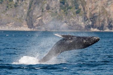 Things to Do in Alaska: Juneau Whale Watch
