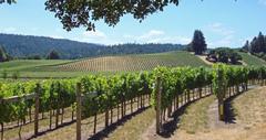 24 Best Things to Do in Anderson Valley, CA