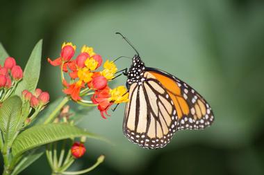 Monarch Butterfly Sanctuary