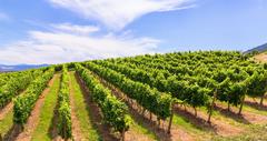 Paso Robles, California vineyard