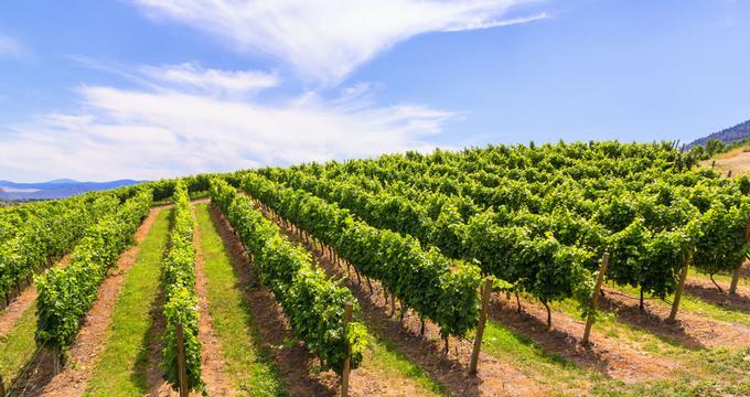 Paso Robles, California vineyard