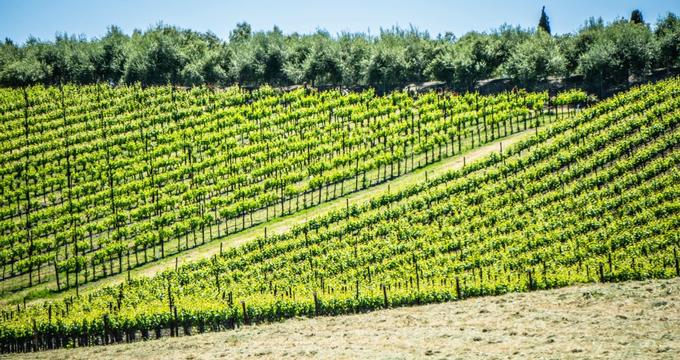 25 Best Things to Do in Sonoma 