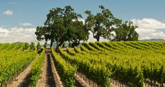 25 Perfect California Wineries
