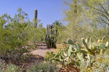 Desert Botanical Garden, Arizona