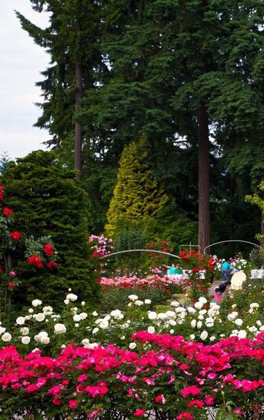 Romantic Things to Do in Portland: International Rose Test Garden 