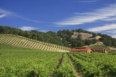 Things to Do in Paso Robles: Halter Ranch Vineyard
