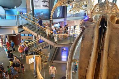 Whaling Museum