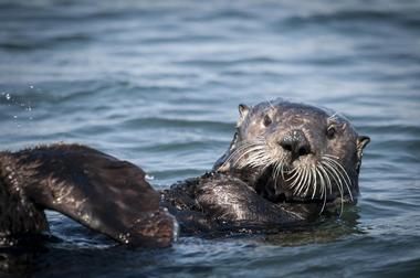 California Sea Otter Game Refuge