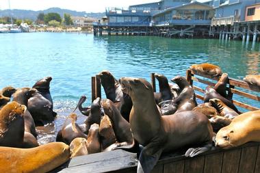 Monterey Bay Aquarium, Northern California
