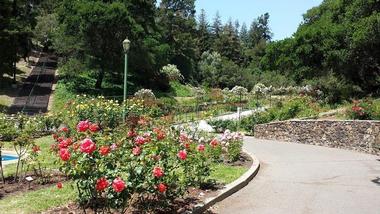 Morcom Rose Garden