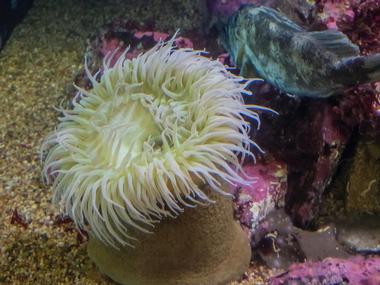 Sea Life Aquarium, Carlsbad
