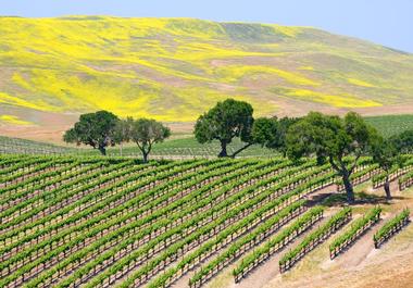 Santa Barbara Wineries & Sustainable Vine Wine Tours